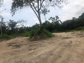 Restoring Riparian Ecosystems in Ghana