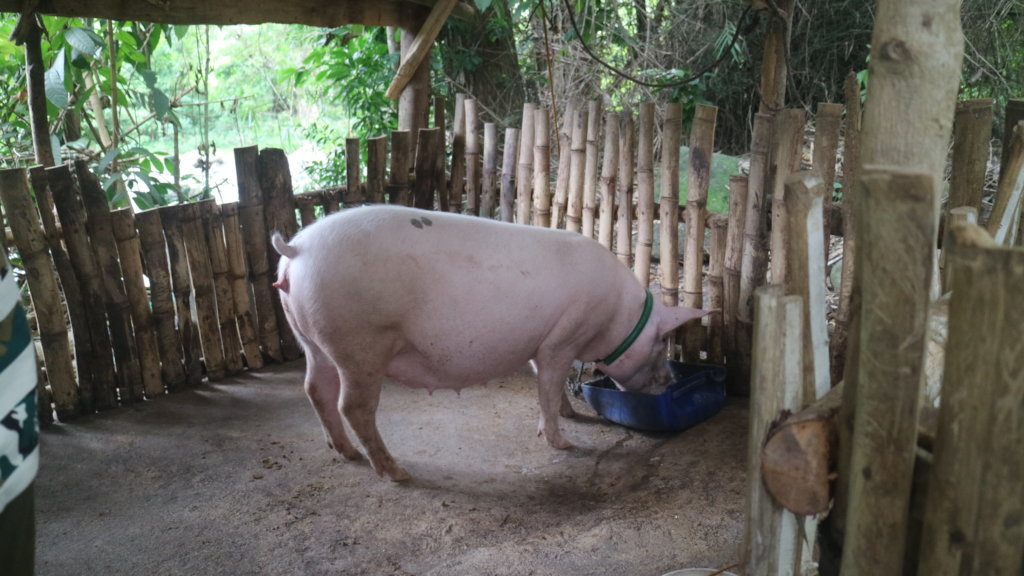 Water system for orphanage and 70 hog raisers
