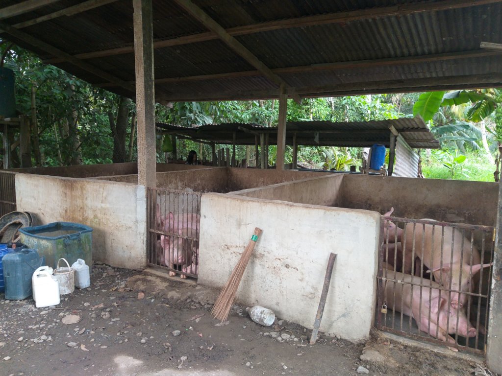 Water system for orphanage and 70 hog raisers