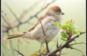 PROTECT SPARROW BIRDS IN INDIA
