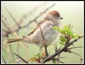 PROTECT SPARROW BIRDS IN INDIA