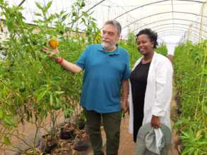 Visiting pepper production greenhouse near Kigali