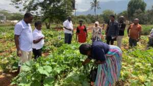 Visiting the butternut trials