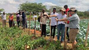 Visiting the pepper trials
