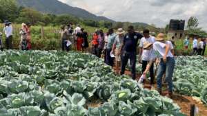 Visiting the cabbage trials