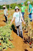 Tomato plants suited/unsuited to local conditions