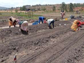 Sowing onion seeds in the field
