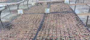 Cabbage seedlings in the nursery