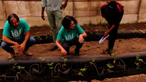 Planting in Rwanda