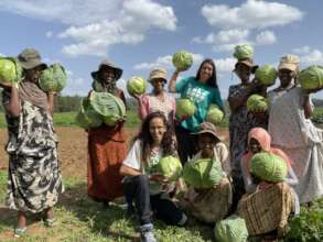 Harvesting cabbage in Haramaya
