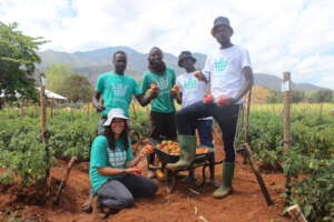 Tomato harvest in Morogoro