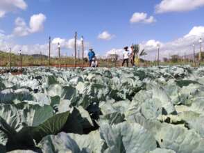 Cabbage field in Tanzania