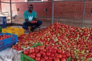 Sea of tomatoes!!!!