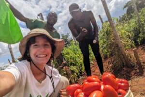 Tomato harvest time