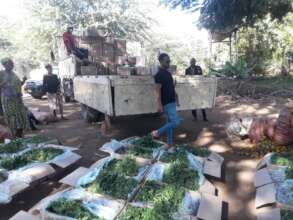 Distributing high quality seedlings to our farmers