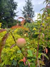 Momo is with us through peach trees!