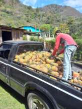 Pineapple and mountains