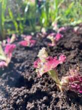 Wonderful lettuce in the Wa'ik Democratic Garden