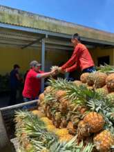 Unloading the 500 pineapples!