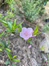 Peach Blossom in Cantel, Quetzaltenango, Guatemala