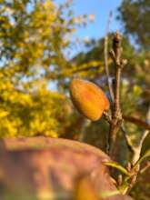 Our momo/peach at our orchard in San Jose Pinula