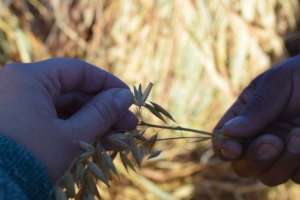 Oat production and exchange