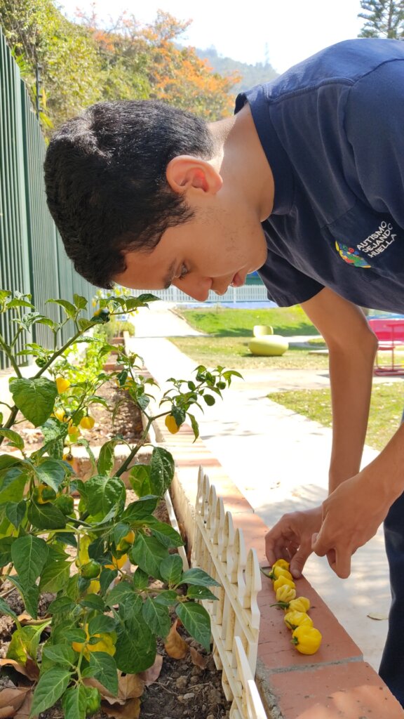 Julio reaping paprikas in the gardening workshop