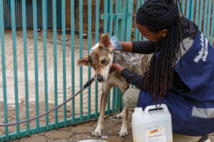 Bath time for Bluey...