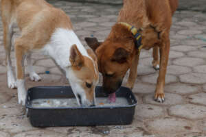 ...and lunch time for Jolie and Miracle!
