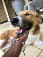 Rema, our sweet boy who needs a foreleg amputation