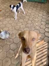 New rescue Bowie taking a selfie with Beans!