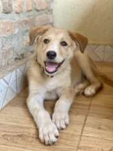 Isn't Diana the cutest puppy ever?!