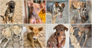 Just a few of the dogs we've rescued recently!