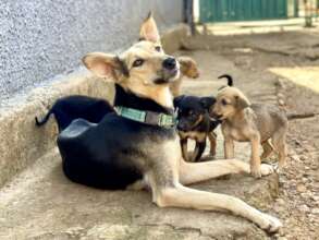 Clara and puppies, safe at WAG