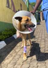 Hope ONE day post amputation