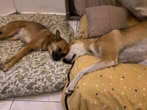 Foster home living at it's best