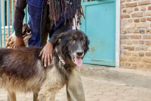 Recent rescue, Timber