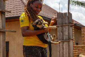 Waggie vet Dr. Marie Reine busy vaccinating dogs!