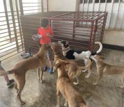 Happy tails at the shelter space