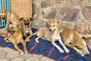 Potato, Miracle, Eze, Socks and Saint