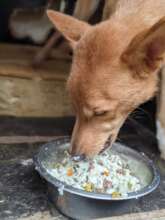 Maxy finally eats after 2 days of refusing food!