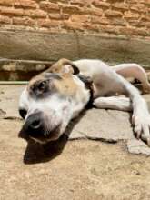 Merry enjoying the sun, safe at WAG