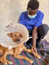 Miracle having chemo with vet Emmy