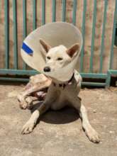 Molly, also safe at WAG!