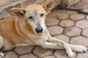 Oscar, safe at WAG