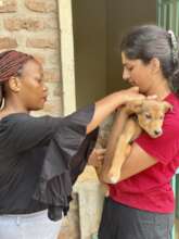 One of our puppies Nala receiving her vaccine.