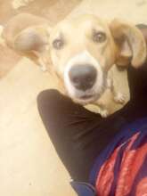 Remera Dog- Community visit