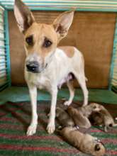 Proud mama Shanti and her puppies