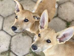 Shanti's puppies, Frankie and Amal