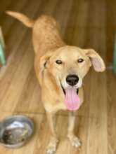 Sweet Simmy: always smiling, always wagging!